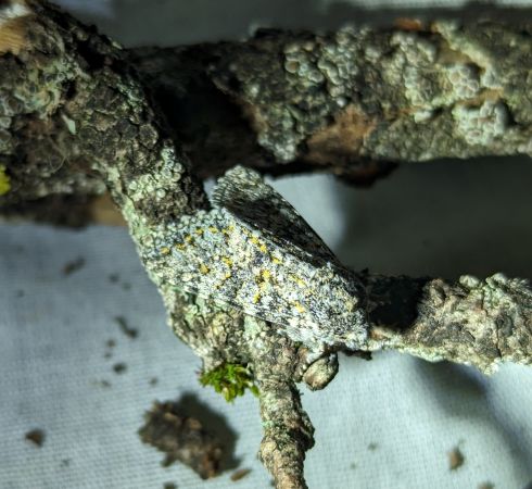 Polymixis xanthomista 