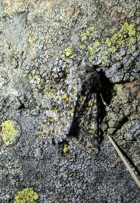 Polymixis xanthomista 
