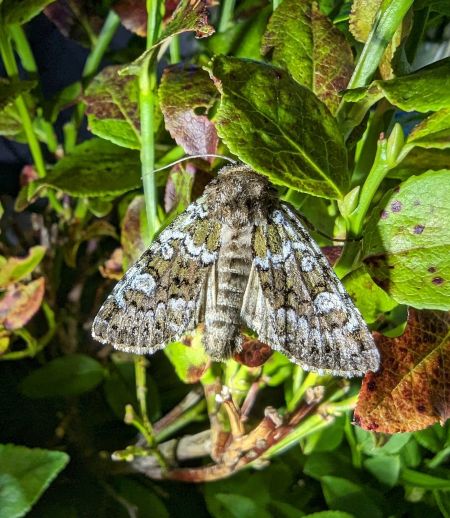 Crypsedra gemmea 
