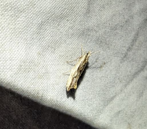 Ypsolopha scabrella 