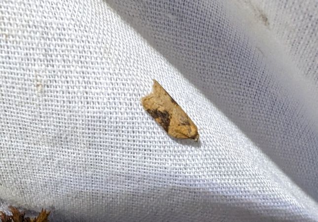 Acleris laterana 