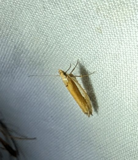 Ypsolopha parenthesella 