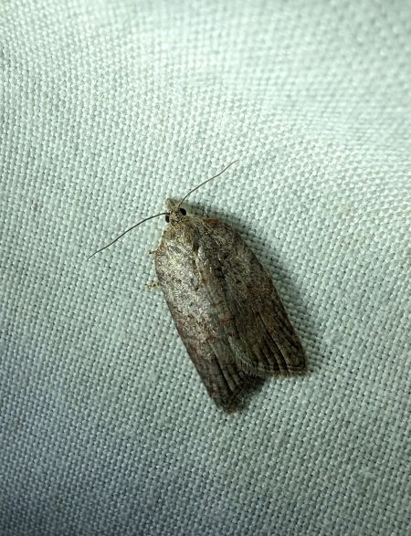 Acleris sparsana 