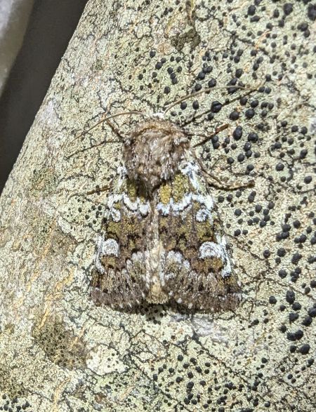 Crypsedra gemmea 
