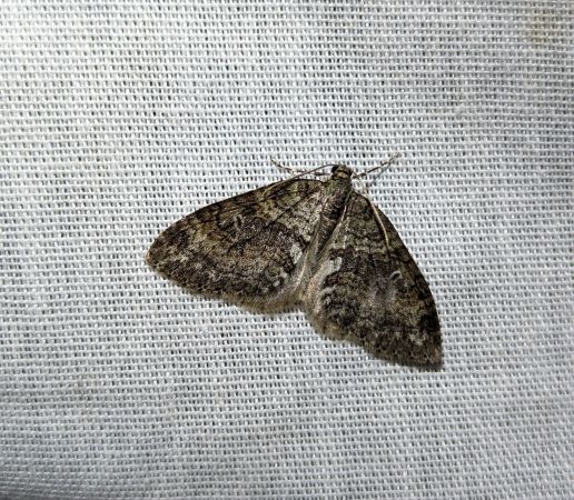 Nothocasis sertata 
