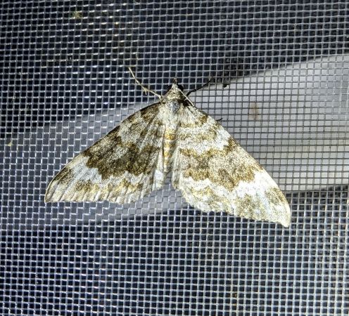 Nebula tophaceata 