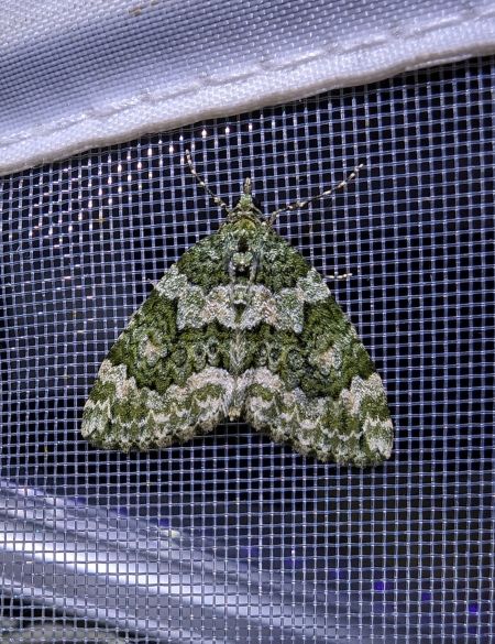 Chloroclysta miata 