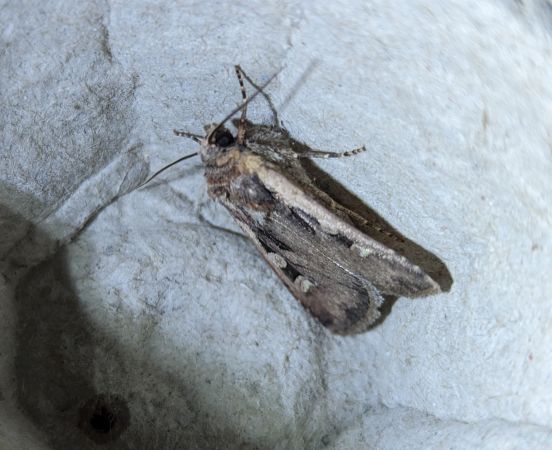 Euxoa obelisca 