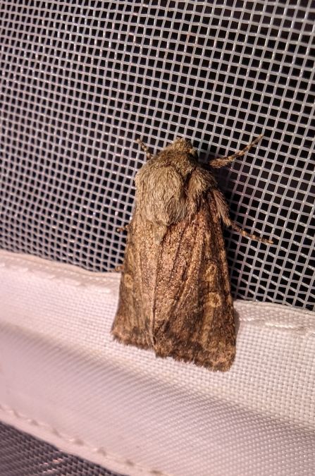 Luperina testacea 