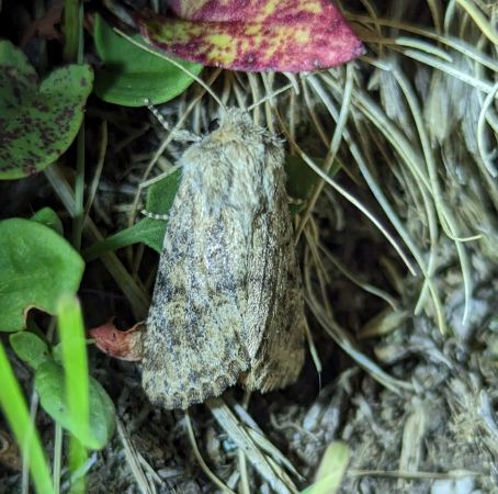 Luperina testacea 