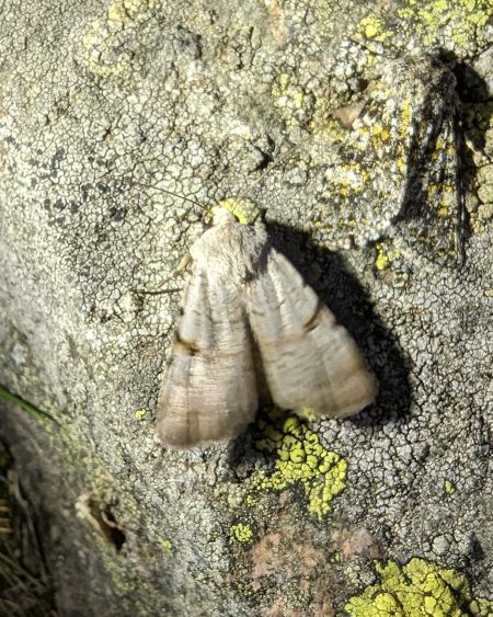 Chersotis margaritacea 