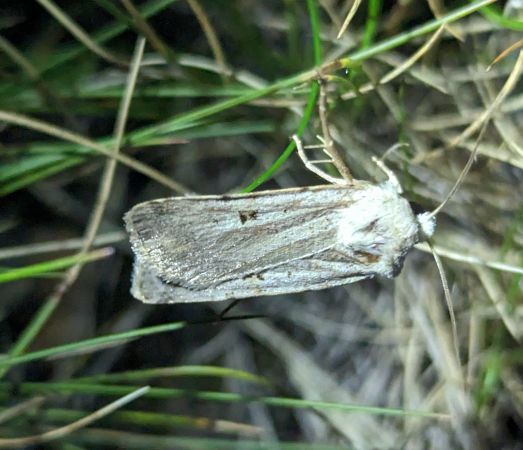 Chersotis margaritacea 
