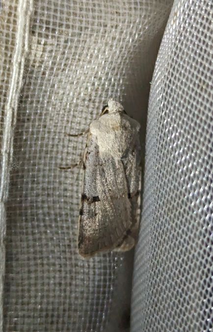 Chersotis margaritacea 