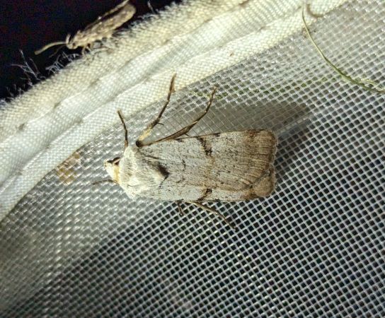 Chersotis margaritacea 