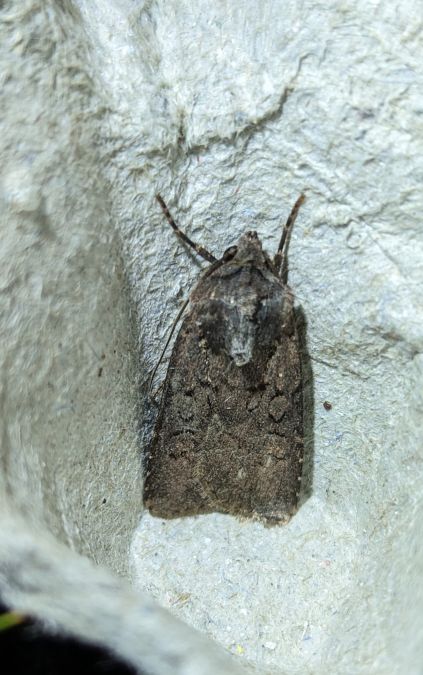 Euxoa nigricans 