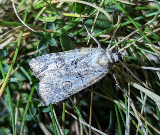 Epilecta linogrisea 