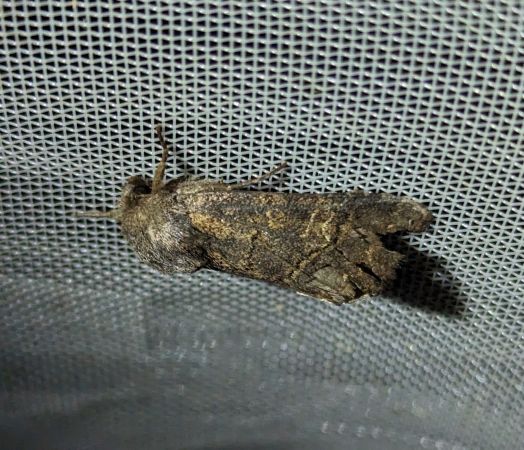 Tholera cespitis 
