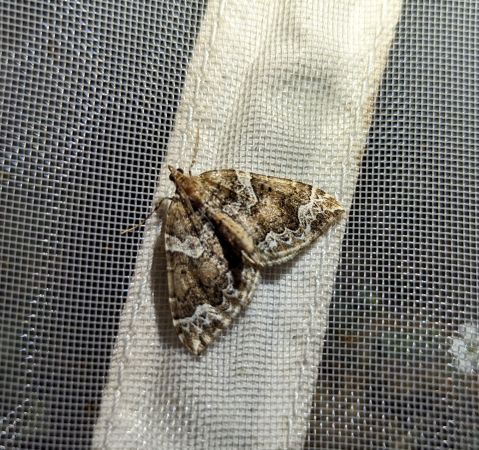 Eulithis prunata 