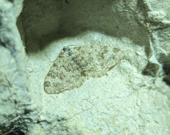 Coenotephria salicata 