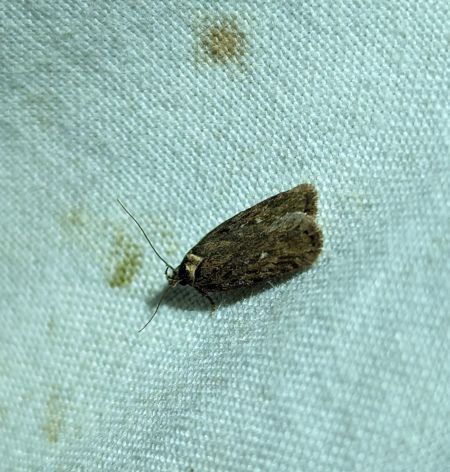 Agonopterix indéterminé 