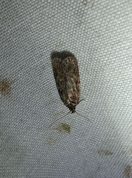 Agonopterix indéterminé 
