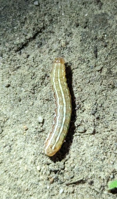 Lycophotia porphyrea 