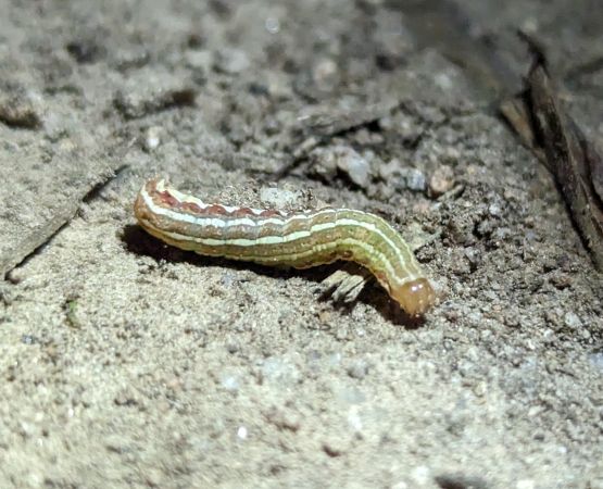 Lycophotia porphyrea 