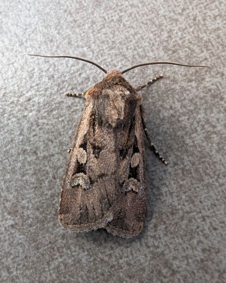 Euxoa obelisca 