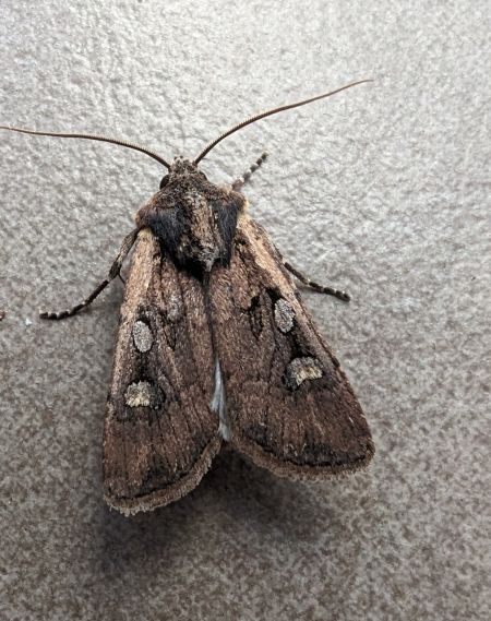 Euxoa obelisca 