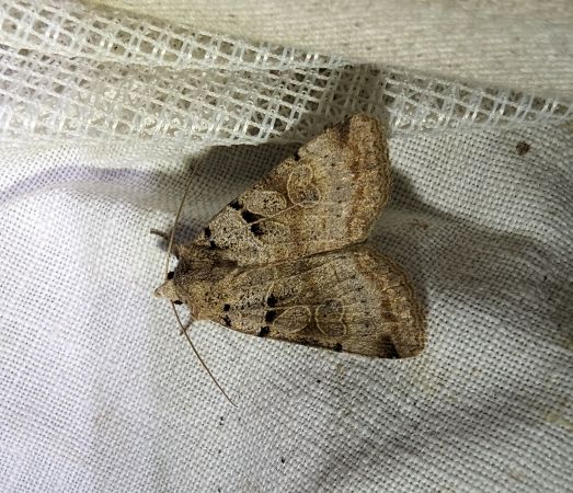 Eugnorisma depuncta 