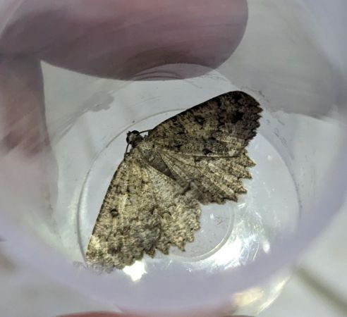 Charissa obscurata 