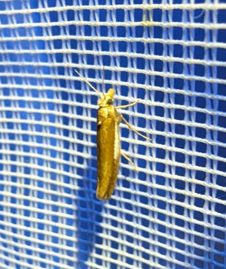 Ypsolopha parenthesella 