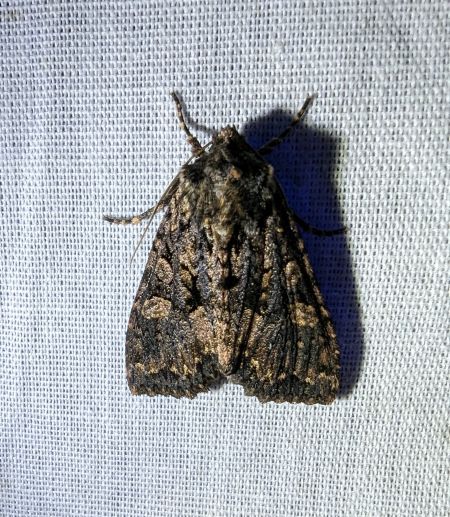 Mniotype satura 