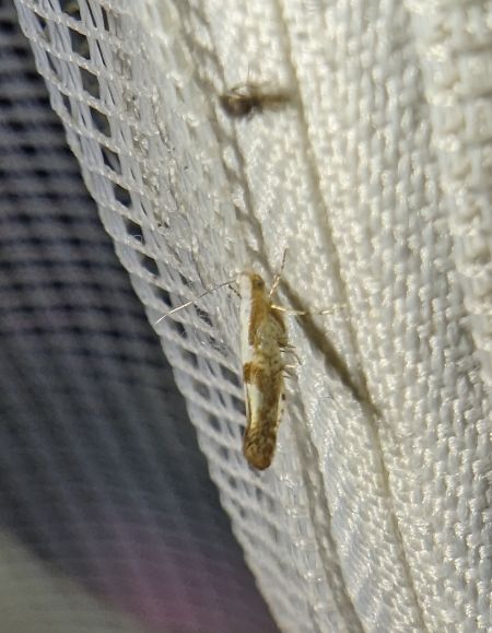 Argyresthia pruniella 
