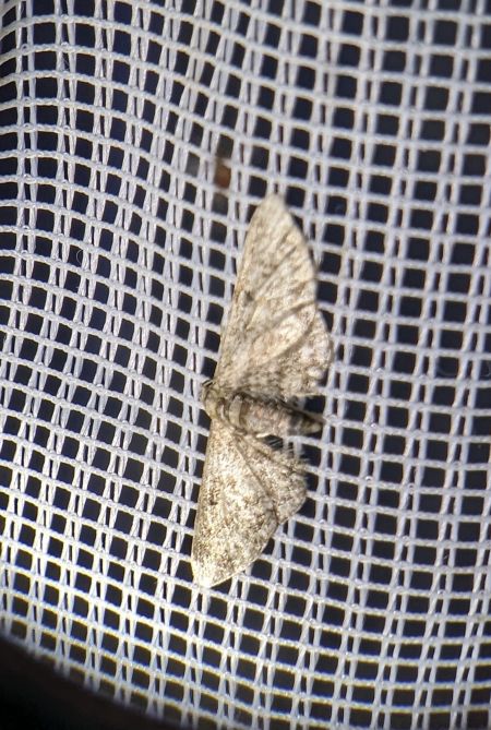 Eupithecia virgaureata 