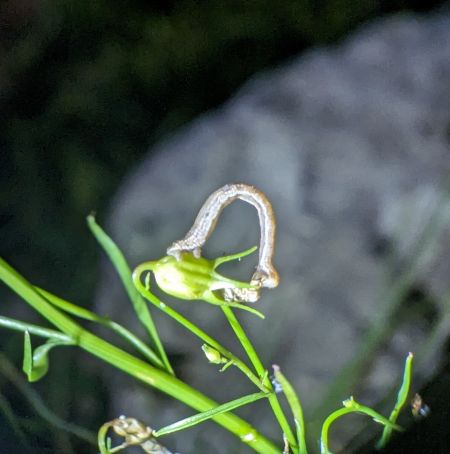 Eupithecia impurata 