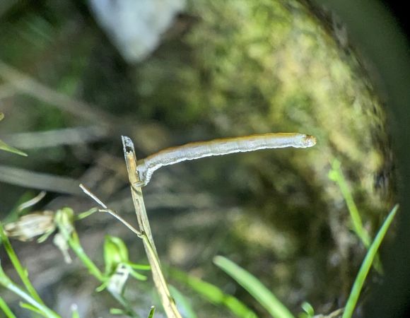 Eupithecia impurata 