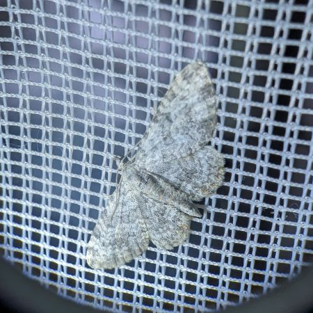 Eupithecia impurata 