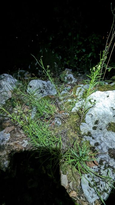 Eupithecia impurata 