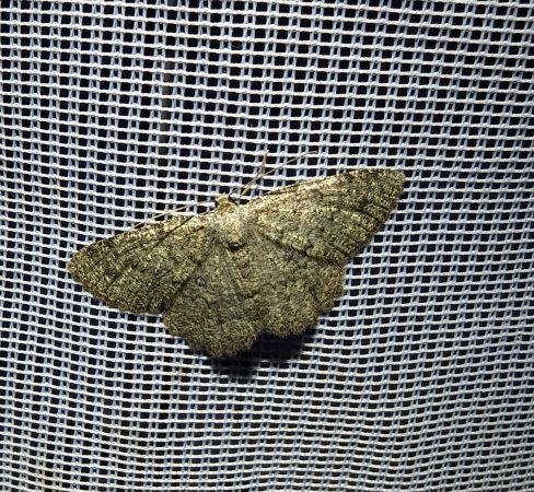 Charissa obscurata 