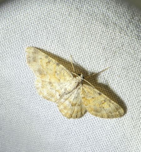 Charissa variegata 