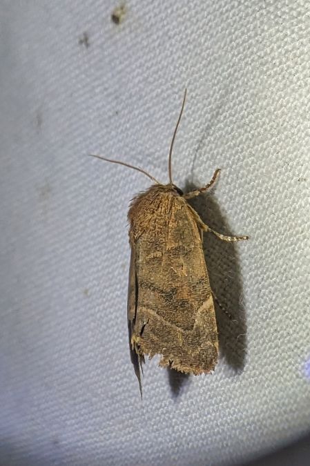 Cosmia affinis 