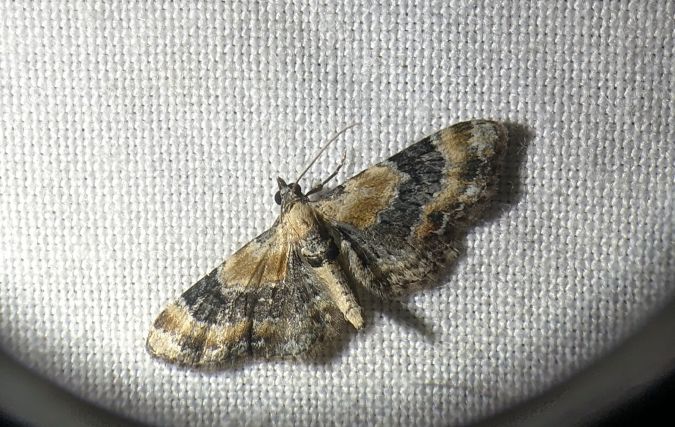 Eupithecia linariata 