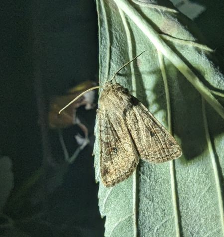 Agrochola laevis 