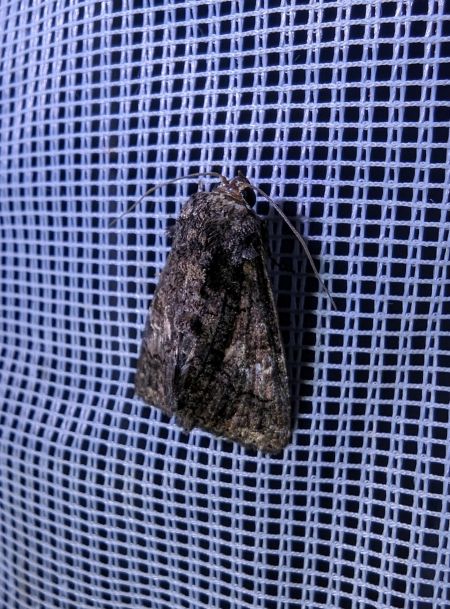 Aedia leucomelas 