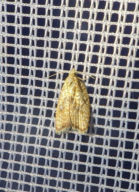Acleris forsskaleana 