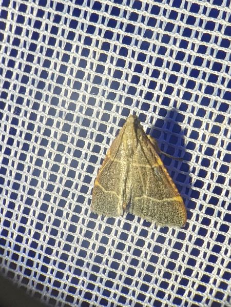 Hypsopygia glaucinalis 