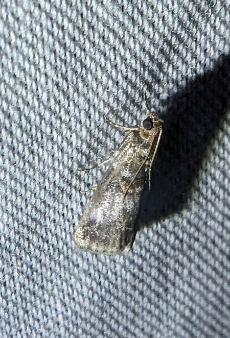 Acrobasis advenella 