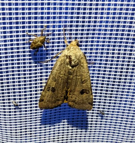 Noctua orbona 