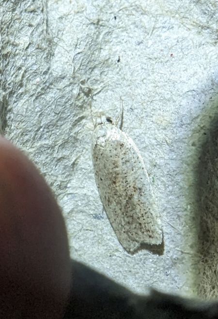 Agonopterix indéterminé 